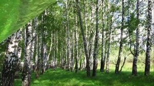 А. Жигулин "О, Родина!"