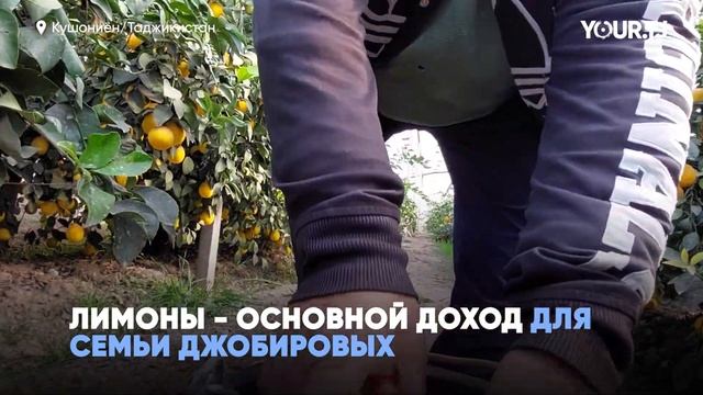 Как на юге Таджикистана выращивают знаменитые таджикские лимоны