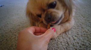 Buffy the Pekingese and the D