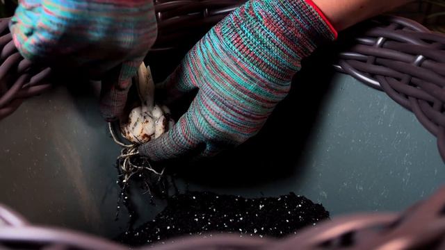 Садимо лілії в кашпо чи горщик правильно. Всі секрети та нюанси. Догляд після цвітіння.