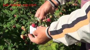 Сорта малины. Малина Геракл.