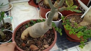 Адениум вариегатный Sang Russami