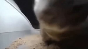 Чипи Чипи Чапа Чапа 1час