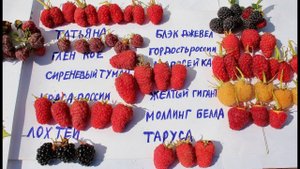 МАЛИНА ЛУЧШИЕ СОРТА