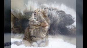 Сибирские кошки /Siberian cats