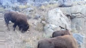 Bison hits car in Yellowstone