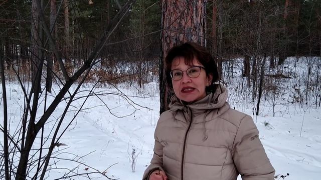 Зимний лес. Черёмуха. Лечебные и энергетические свойства. 1 часть