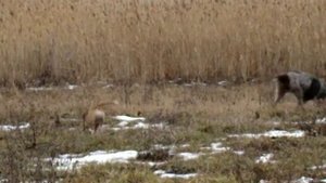 Счастливые бигли на охоте