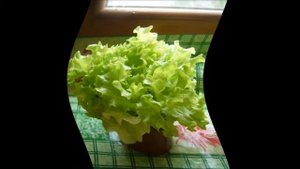 Как вырастить салат