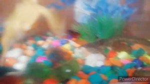 Испанский тритон и шпорцевая лягушка. Можно ли их содержать в одном аквариуме?