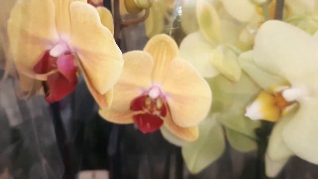 22.11.2020г. Орхидеи по 555 рублей в Леруа Мерлен г.Ставрополь. смотреть онлайн