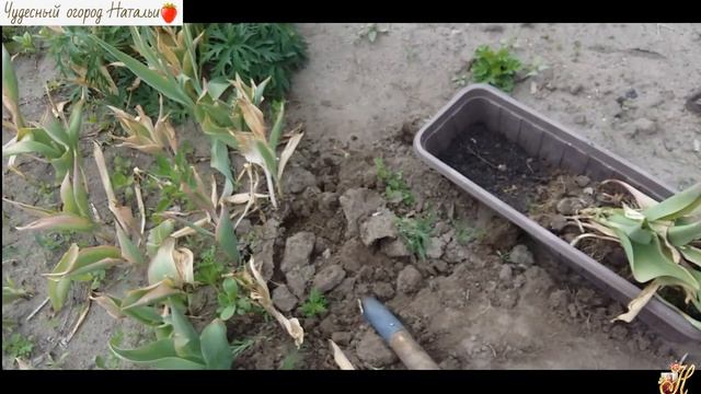 ?Тюльпан отцвели и потеряли свою декоративность?! Исправляем положение! смотреть онлайн