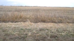 поиск золота в краснодарском крае (КОП НА БИТОЙ ДЕРЕВНЕ)