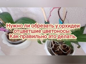 Нужно ли обрезать у орхидеи отцветшие цветоносы. Как правильно это делать