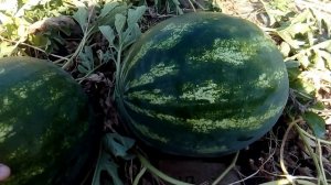 Арбуз атаман ф1