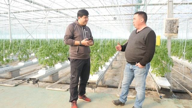 Как вырастить лесную землянику, и продавать за 12000 руб за 1 кг. Схема питания земляники садовой.
