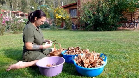 Маринованые опята #опята #грибы #соленья #маринованыеопята #люблюлес#идемзагрибами