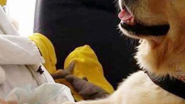 3-летний мальчик умирал, но произошло настоящее чудо, когда в больничную палату пришёл пёс смотреть онлайн