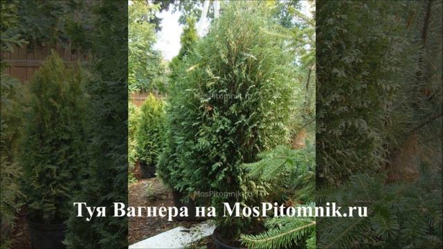 Туи западные Топ-9 видео-обзор от МосПитомника смотреть онлайн