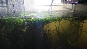 Обзор на 60 литров аквариума.