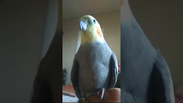 Корелла Гошка и зажигательное пение. Самец кореллы поет.