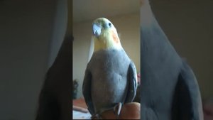Корелла Гошка и зажигательное пение. Самец кореллы поет.