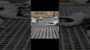 статные голуби Генадия