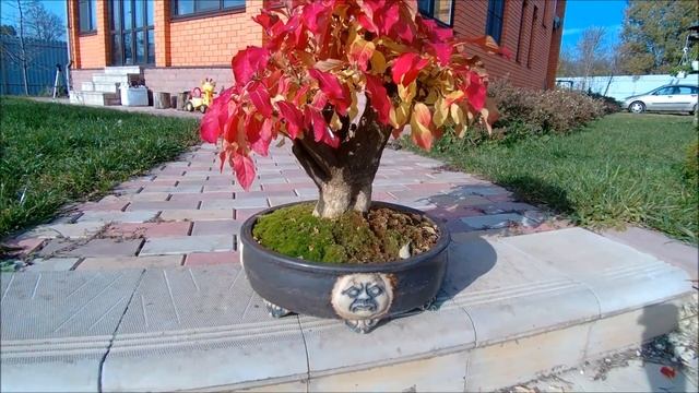 Бонсай Бересклет европейский Euonymus europaeus Bonsai pot Four face 2021 год осень смотреть онлайн