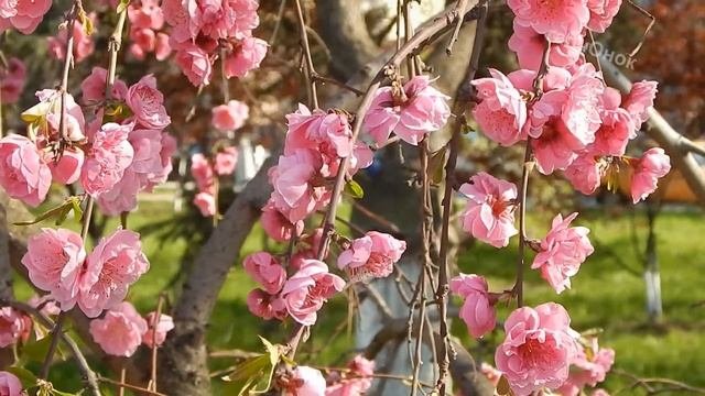 Как красив и нежен цветущий персик декоративный