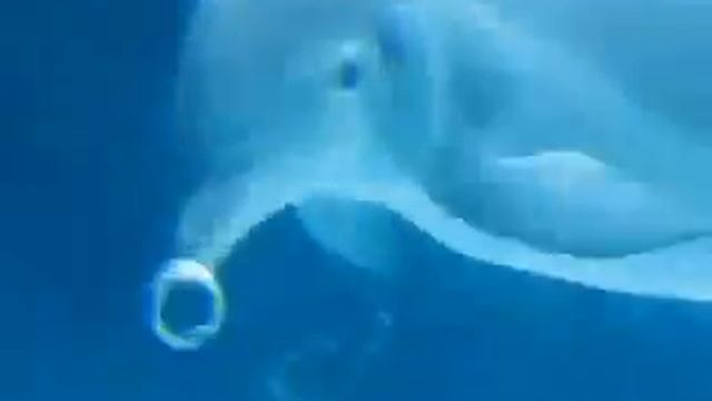 Странные игры дельфинов - ПОЗИТИВ смотреть онлайн