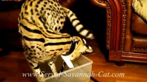 African Serval Cat fishing, F1 savannah kittens for sale sire Serval Cat