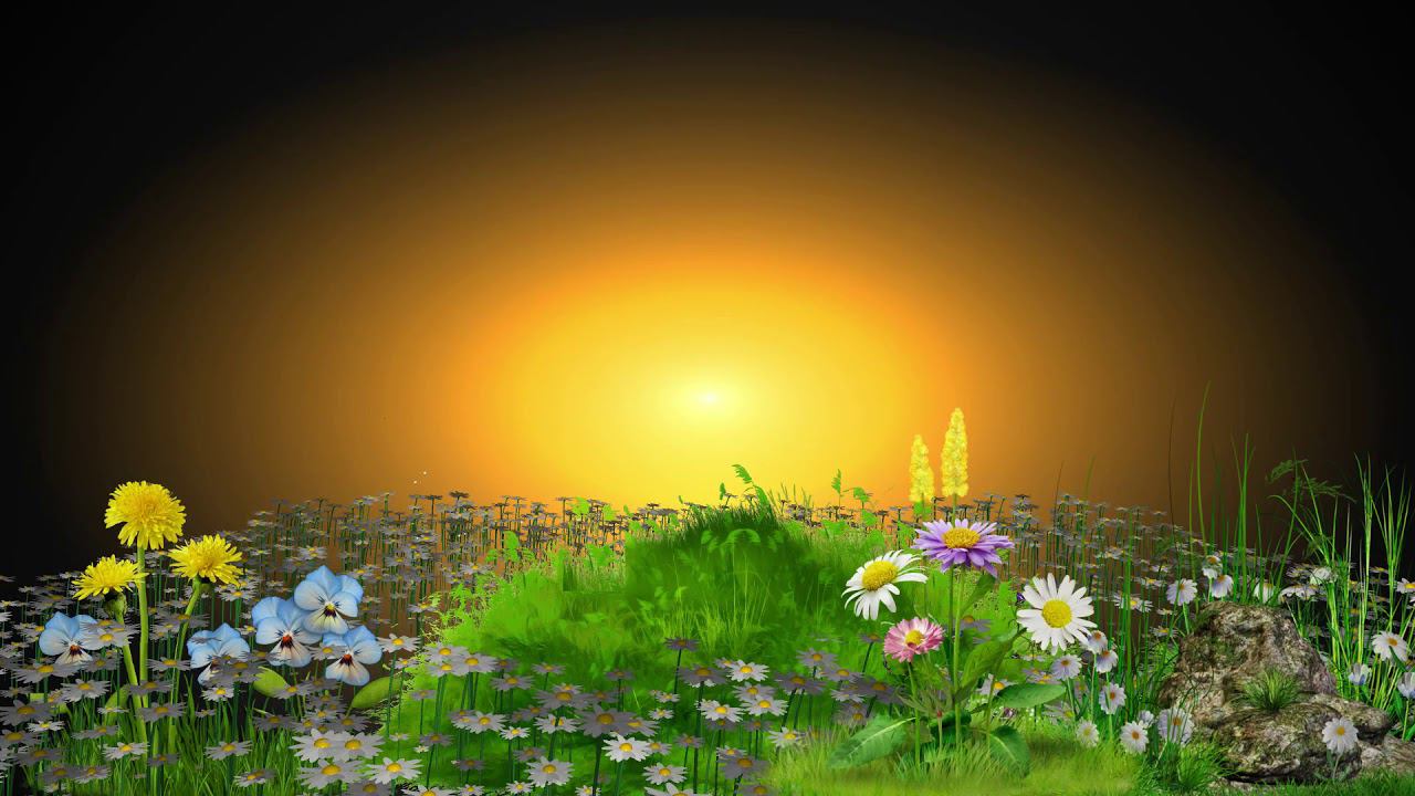 Поле хромакей. Футажи природа. Футажи село. Природа для видеомонтажа. Фон для видеомонтажа.