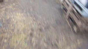 Кролики обожают её кушать. Купил двух кроликов на развод