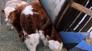 Баргузинский район Бурятия