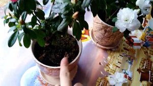Комнатная азалия... цветение в декабре # Azalea bloom in December.