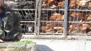 Птичий рынок в Молодечно