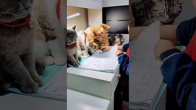 Cat Кошки Котята Коты #Shorts 1474.mp4