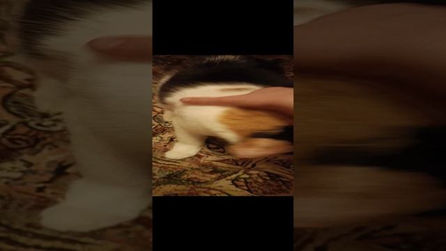 кошка маня смотреть онлайн