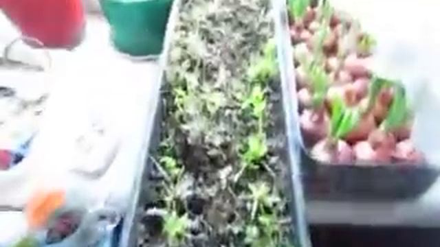 Свои помидоры в декабре смотреть онлайн