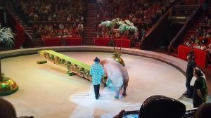 ЕДИНСТВЕННЫЙ В МИРЕ ДРЕССИРОВАННЫЙ БЕГЕМОТ ЮЛИАНА!!!!!