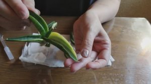 Спасаю сансевиерию из индонезийской поставки.