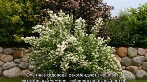 Кустарник жасмин — как выглядит, виды