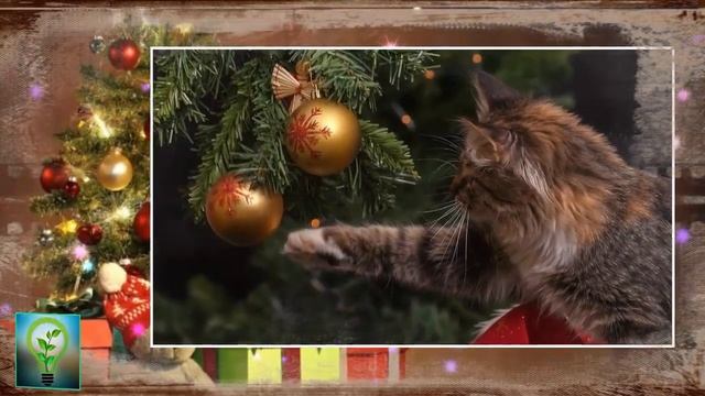 НАРОДНЫЕ ПРИМЕТЫ про НОВОГОДНЮЮ ЕЛКУ Вот почему НЕ СТОИТ приносить живую елку в ДОМ смотреть онлайн