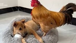 ПЕТУХ ГОНИТ ПЁСЕЛЯ С ЛЕЖАКА❤ Как реагирует щенок. Такие милые❤🤗❤