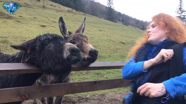 🐾Будь-які тварини кусаються лише у поганих власників🖤. смотреть онлайн