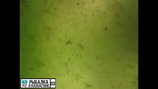 Реакция рыбы на мормышку. Подводные съемки. Смотреть до конца.