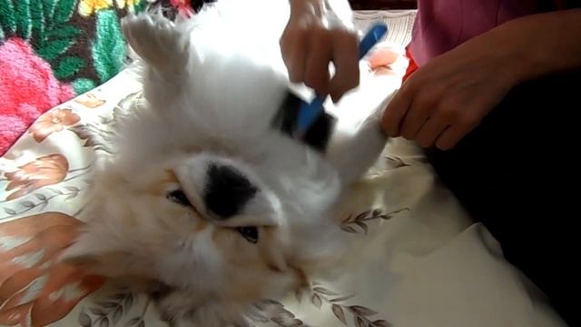 Уход за пекинесом Вычесывание