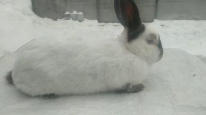 Как правильно выбрать самца кролика на племя/Дом в Сибири