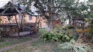 Как держать собаку на цепи