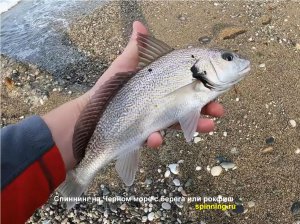 Черное море спиннинг, рокфиш.